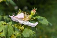 Rosa canina