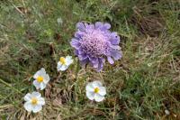 Knautia arvensis