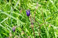 Aquilegia vulgaris