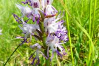 Orchis simia