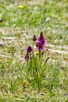 Anacamptis pyramidalis