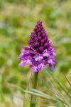 Anacamptis pyramidalis