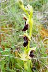 Ophrys insectifera