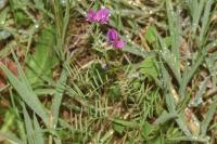 Vicia angustifolia