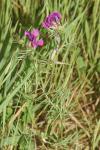 Vicia angustifolia
