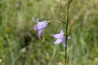 Campanula rapunculus