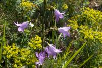 Campanula rapunculus