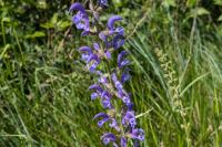 Salvia pratensis