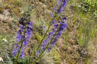 Salvia pratensis