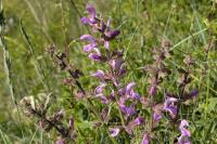 Salvia pratensis