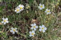 Helianthemum apenninum