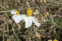 Helianthemum apenninum