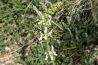 Stachys recta