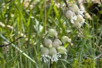Silene vulgaris