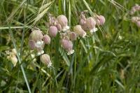 Silene vulgaris