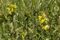 Rhinanthus minor