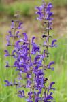 Salvia pratensis