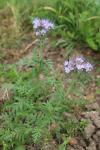 Phacelia tanacetifolia