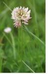 Trifolium repens
