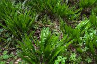 Asplenium scolopendrium