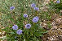 Globularia bisnagarica