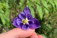Aquilegia vulgaris