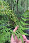 Osmunda regalis