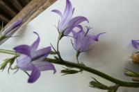Campanula rapunculus