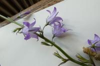 Campanula rapunculus