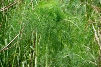 Foeniculum vulgare