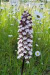Orchis purpurea