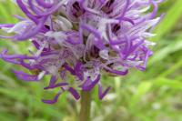 Orchis simia