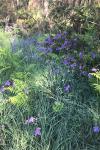 Aquilegia vulgaris