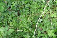Peucedanum gallicum