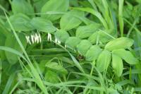 Polygonatum multiflorum