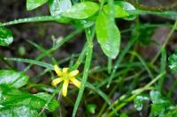 Ficaria verna