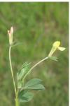 Lotus maritimus