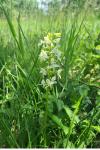 Platanthera chlorantha