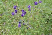 Aquilegia vulgaris