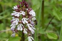 Orchis purpurea