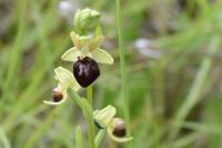 Ophrys aranifera