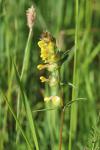 Rhinanthus minor