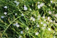 Stellaria graminea