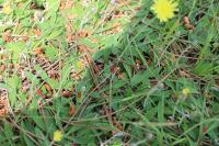 Pilosella officinarum