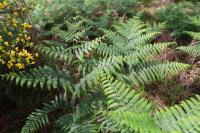 Pteridium aquilinum