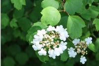 Viburnum opulus