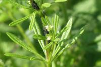 Galium aparine