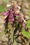 Melampyrum cristatum
