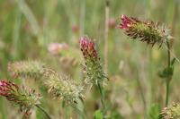 Trifolium incarnatum