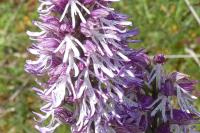 Orchis x angusticruris